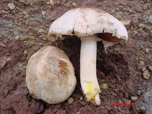 Agaricus xanthoderma